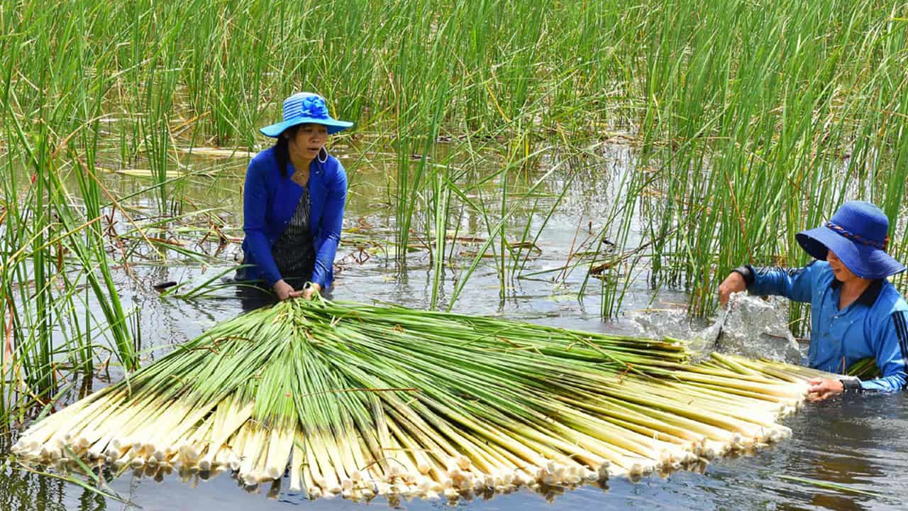 Bồn bồn