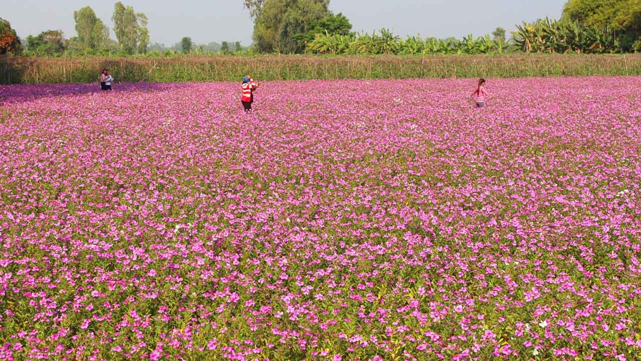 cánh đồng hoa dừa cạn du lịch a giang