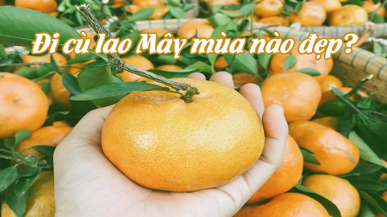 Đi cù lao Mây mùa nào đẹp?