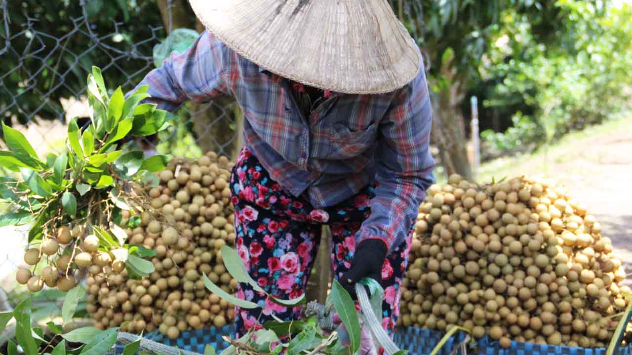 giá vé vào vườn trái cây cái mơn