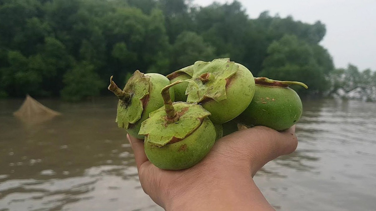 Hình ảnh trái bần