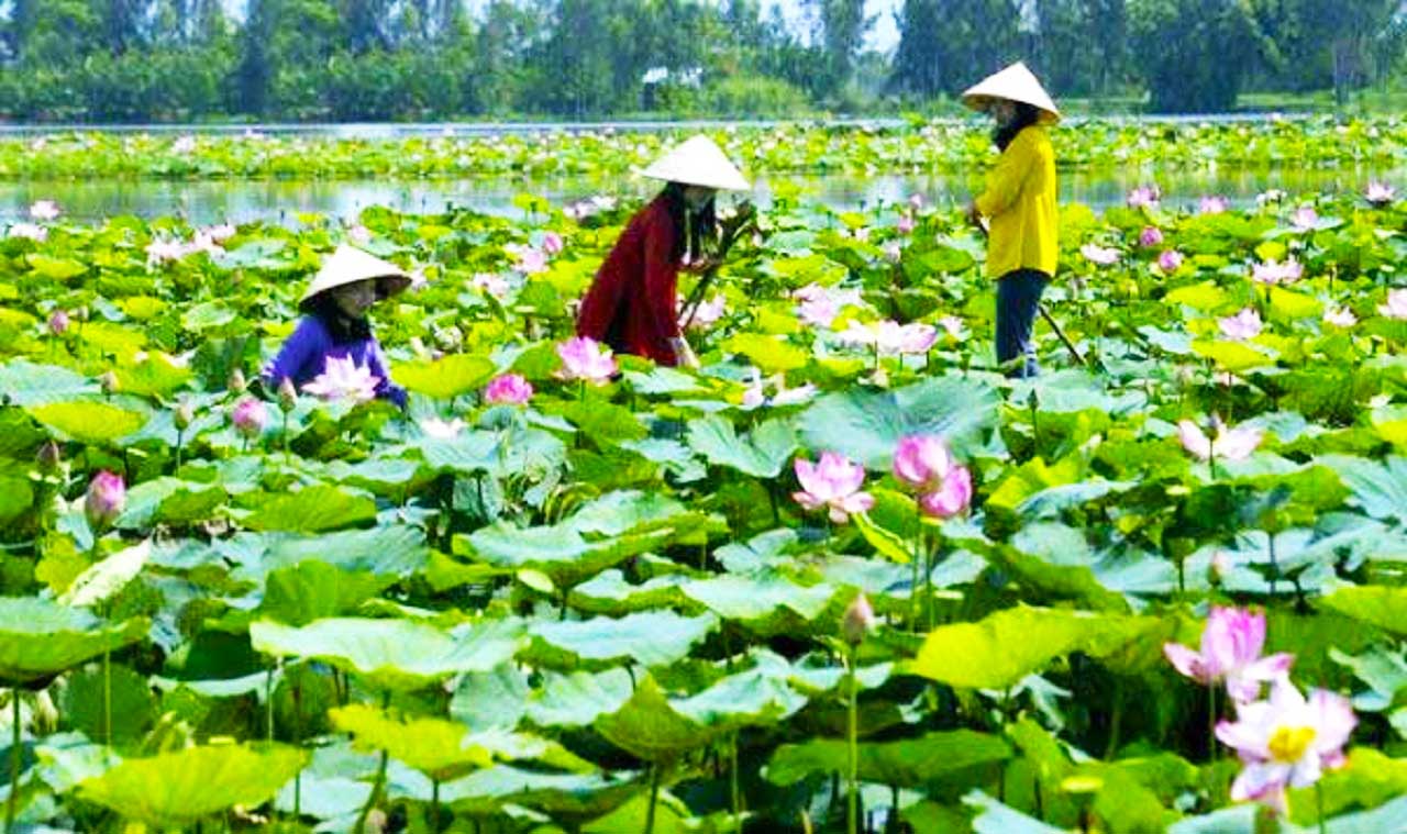 Hồ sen rộng lớn trong khu bảo tồn