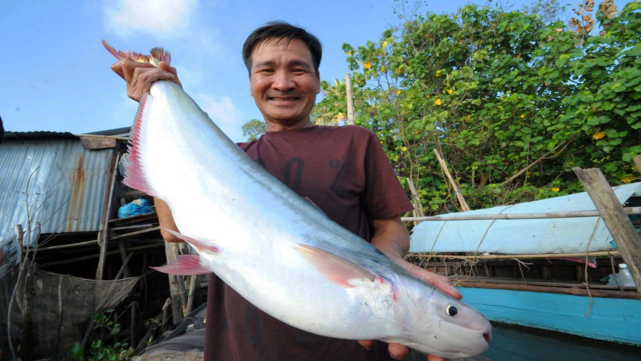 Săn cá bông lau