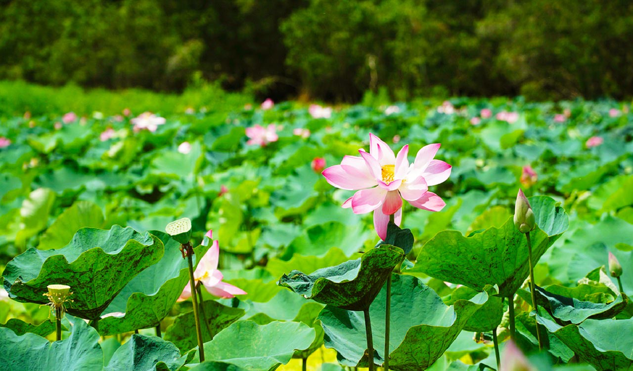 Tràm Chim Đồng Tháp Mười