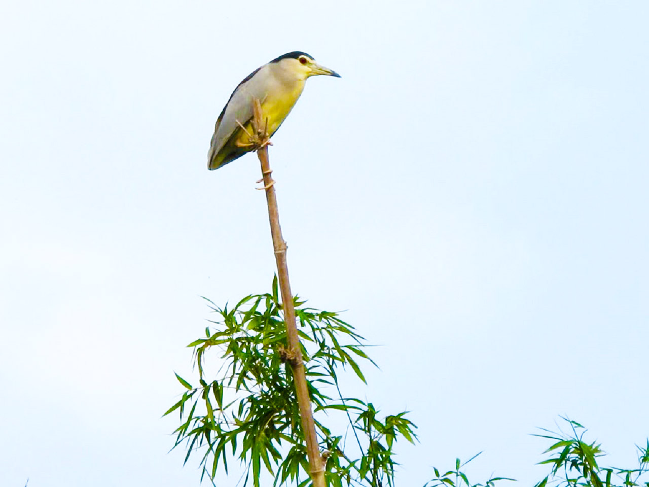 Vườn cò Bằng Lăng