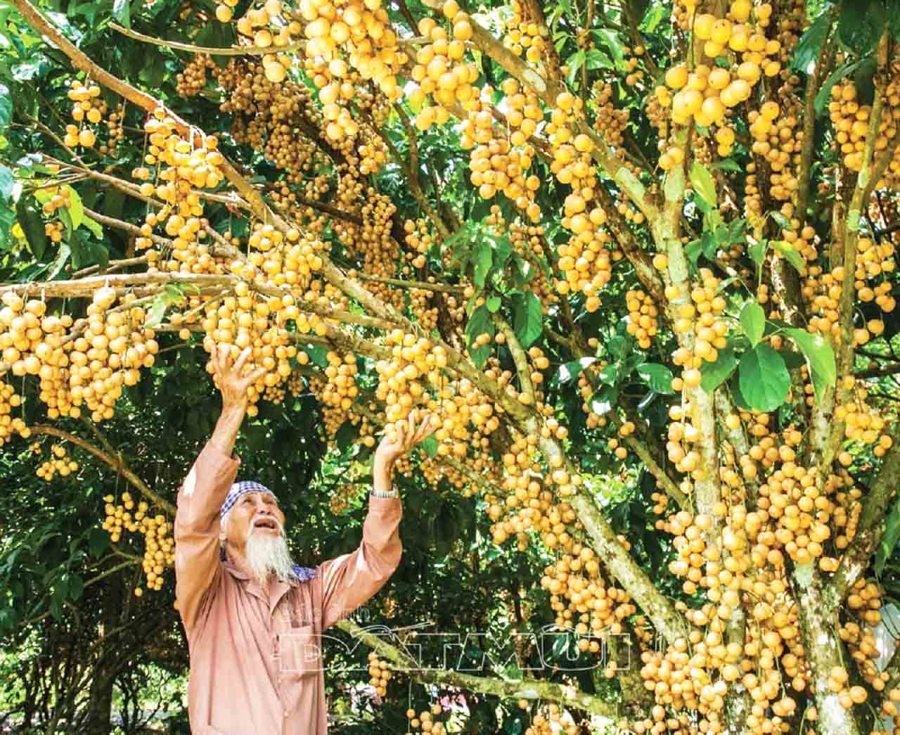 Vườn dâu Hậu Giang