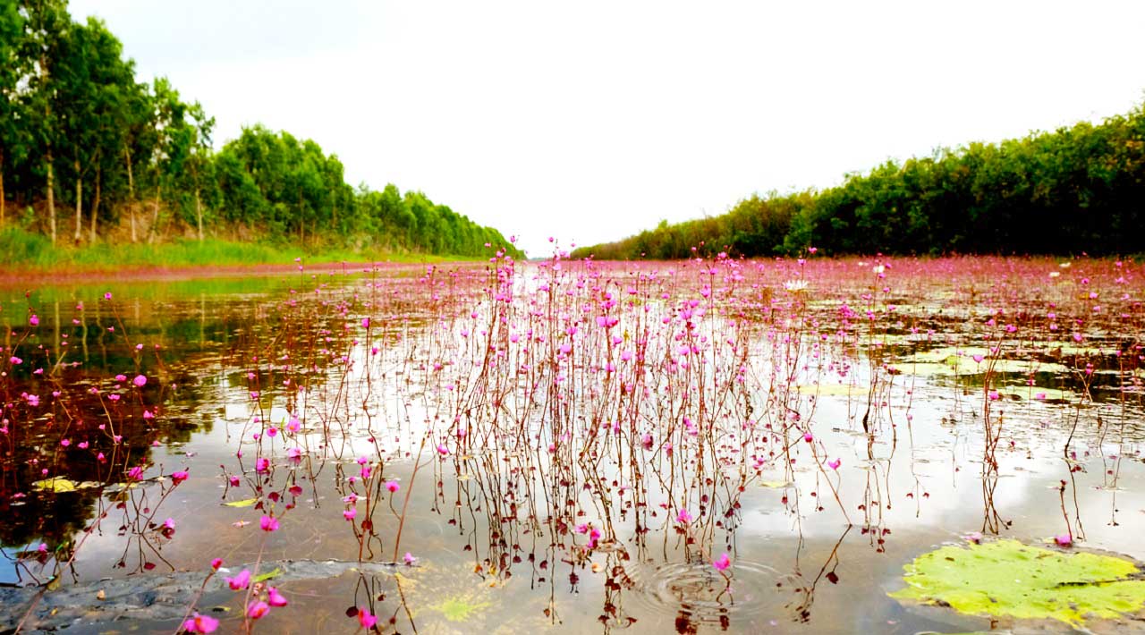 Vườn quốc gia Tràm Chim Đồng Tháp